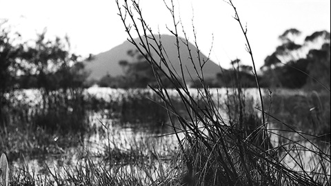 Phot0 of Hikurangi Swamp with Hikurangi maunga in the background. Photo taken by Lisa Clunie. 
