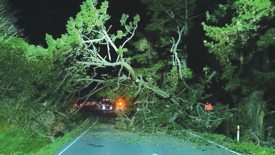 Image of a fallen tree on Whangarei Heads Road.