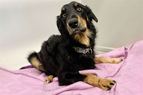 A female huntaway cross dog on a pink blanket. 