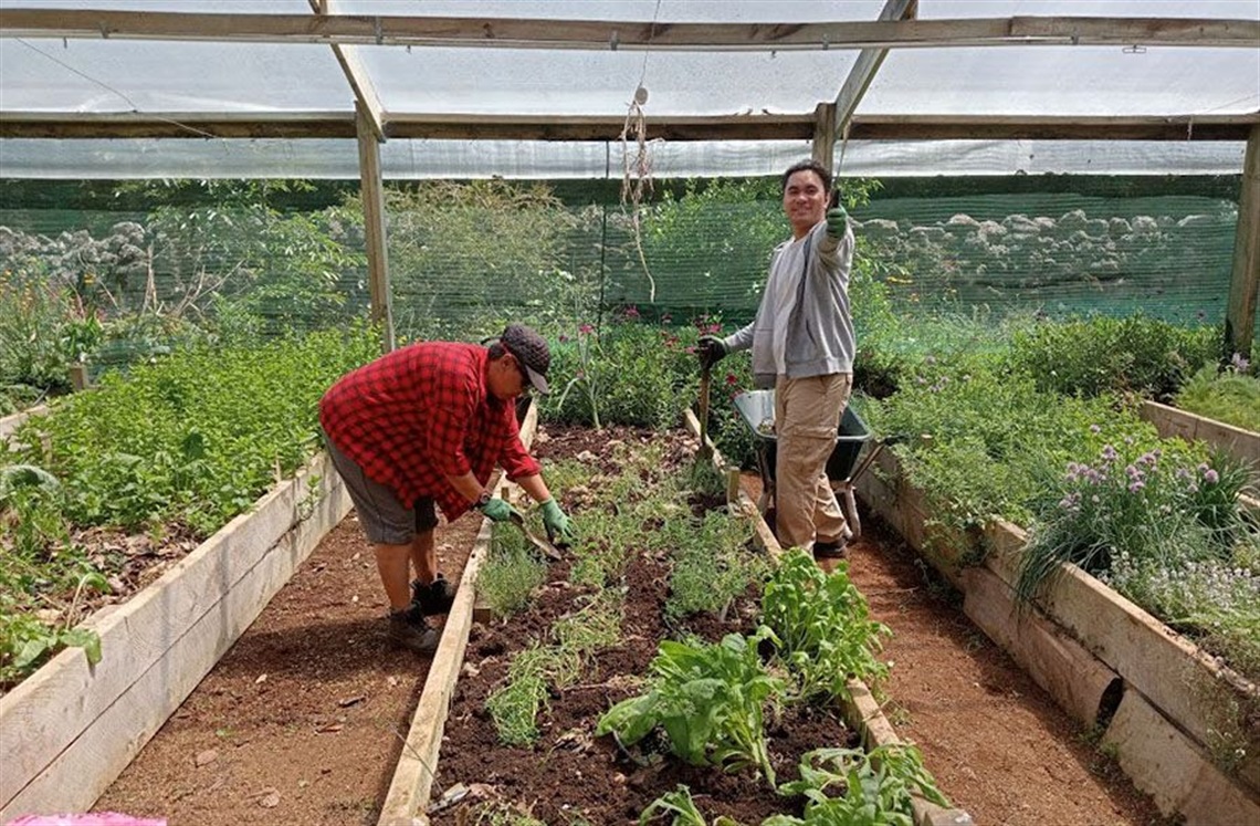 Two people working in a greenhouse garden, tending raised vegetable and herb beds surrounded by lush plants. 