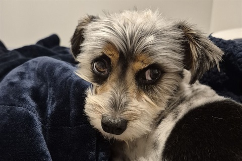 A cute shelter dog snuggles in a blanket. 