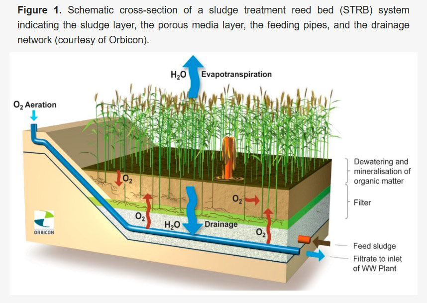Schematic cross-section of a sludge treatment reed bed (STRB) system indicating the sludge layer, the porous media layer, the feeding pipes, and the drainage network (courtesy of Orbicon). 