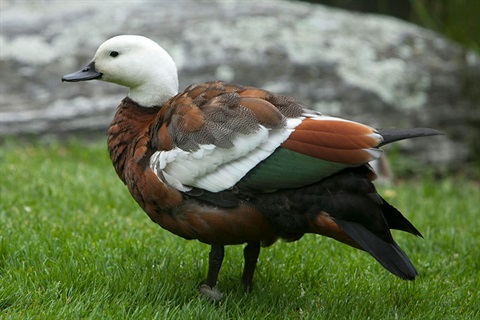 A photo of a paradise duck. 
