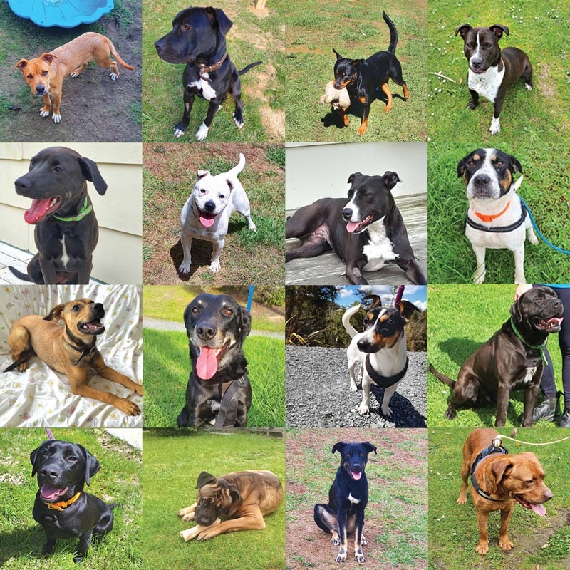 Photo-collage of Pound Pooch dogs adopted in 2021. 