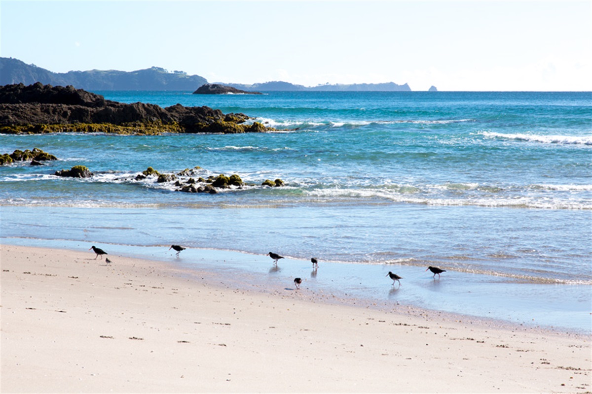 Rates rebate and relief - Whangarei District Council