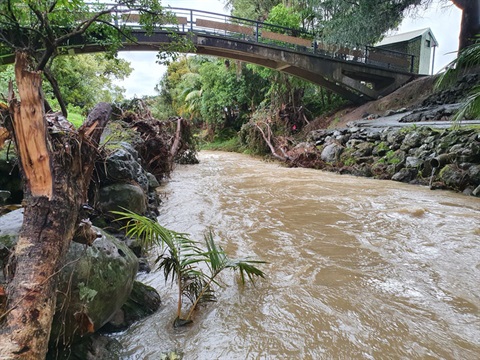 Photo of light flooding in the Waiarohia Stream, Cafler Park. 