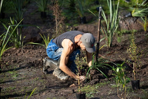 Photo of a man planting shrubs. 