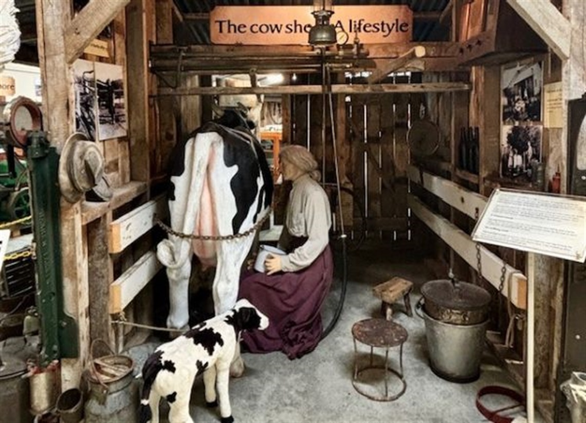 Indoor museum display showing a life-sized model of a cow in a wooden milking stall with a mannequin seated beside it, simulating hand-milking. A calf model stands in the foreground. The stall includes rustic wooden walls, metal buckets, stools, and vintage farm tools. A sign above reads “The cow shed: A lifestyle.” Historical photos and information panels are mounted on the walls, creating an authentic heritage farming scene.