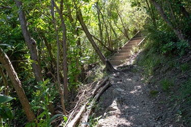 Stairs in the forest on the Reotahi Coastal walkway.
