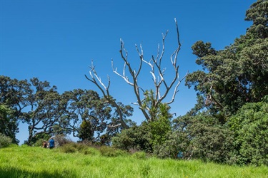 Coastal trees on the Reotahi Coastal walkway.
