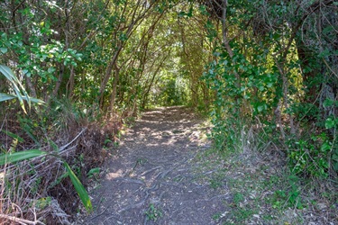 Gravel path through forest on the Reotahi Coastal walkway.