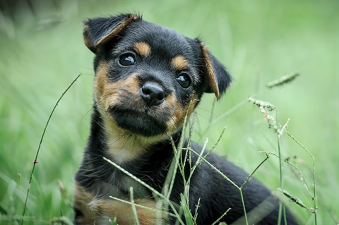 Photograph of a puppy. 