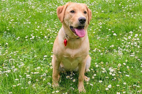 A happy dog with a bright red registration tag sitting on green grass with daffodils. . 