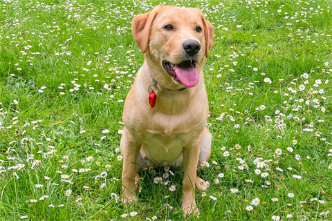 A happy dog with a bright red registration tag. 