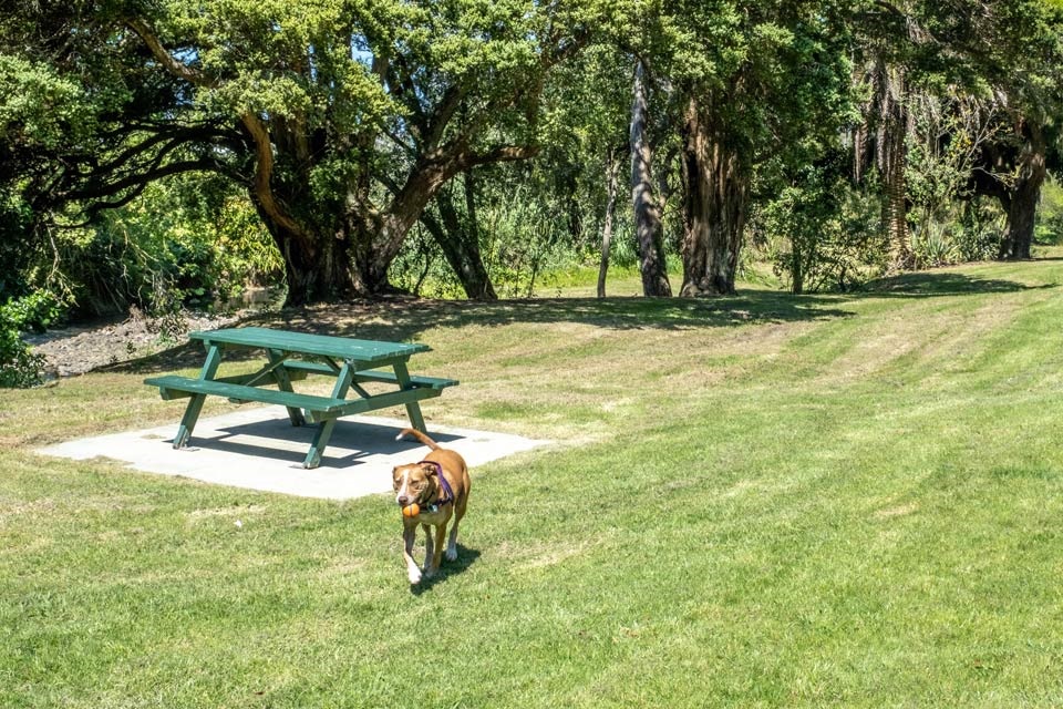 8 awesome places in Whangārei to take dogs Whangarei District Council