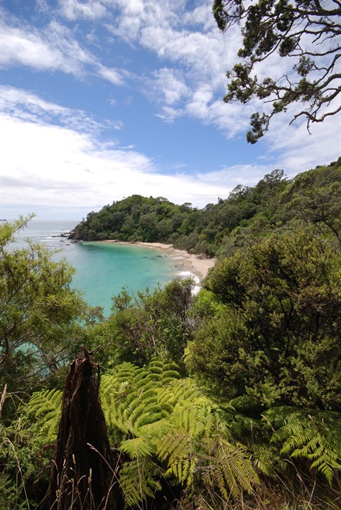 An image of Matapouri Whale Bay. 