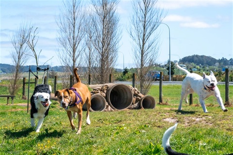Three dogs playing and running in the Whangārei dog park. 